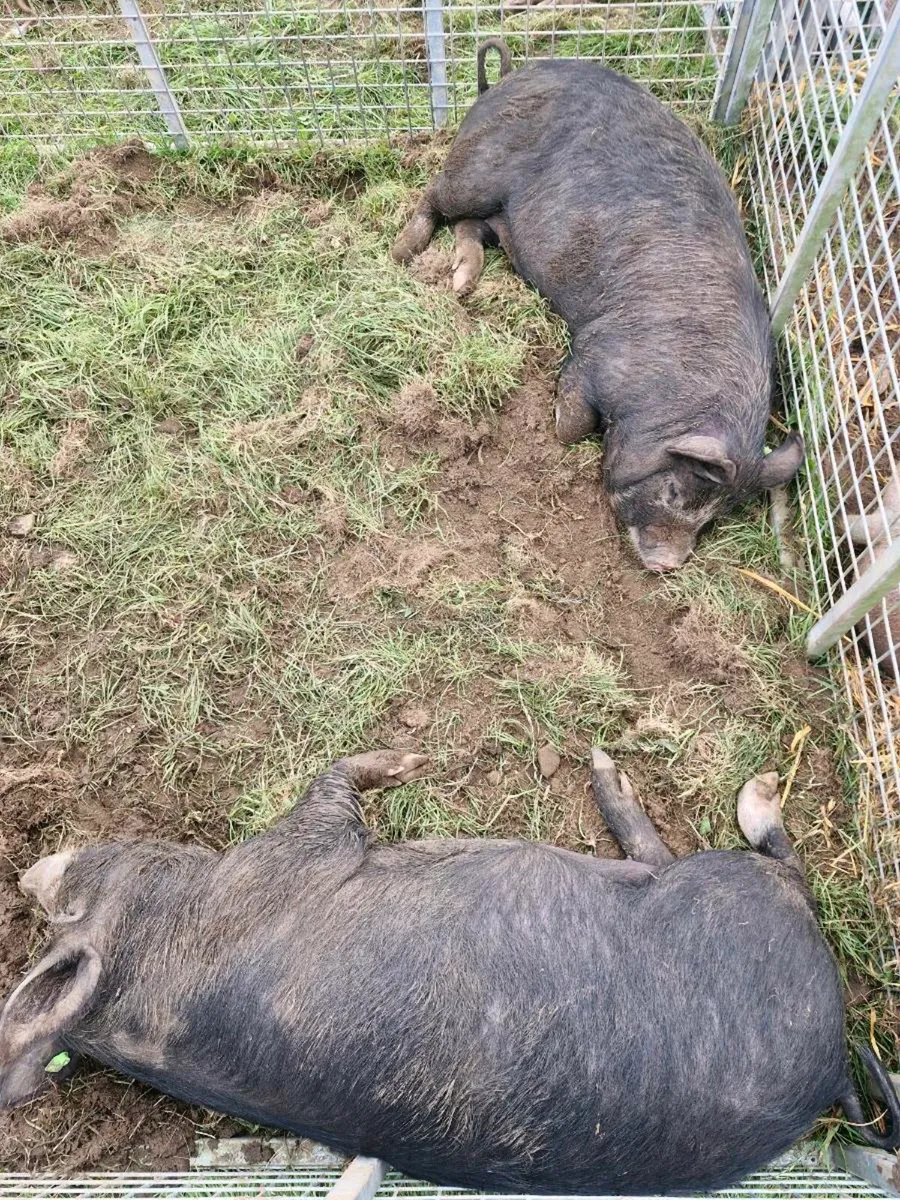 Berkshire pigs - Image 1
