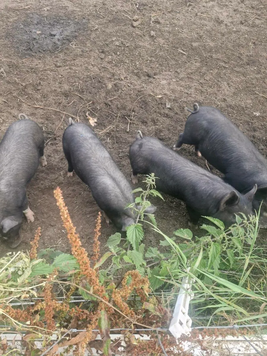 Berkshire pigs - Image 2