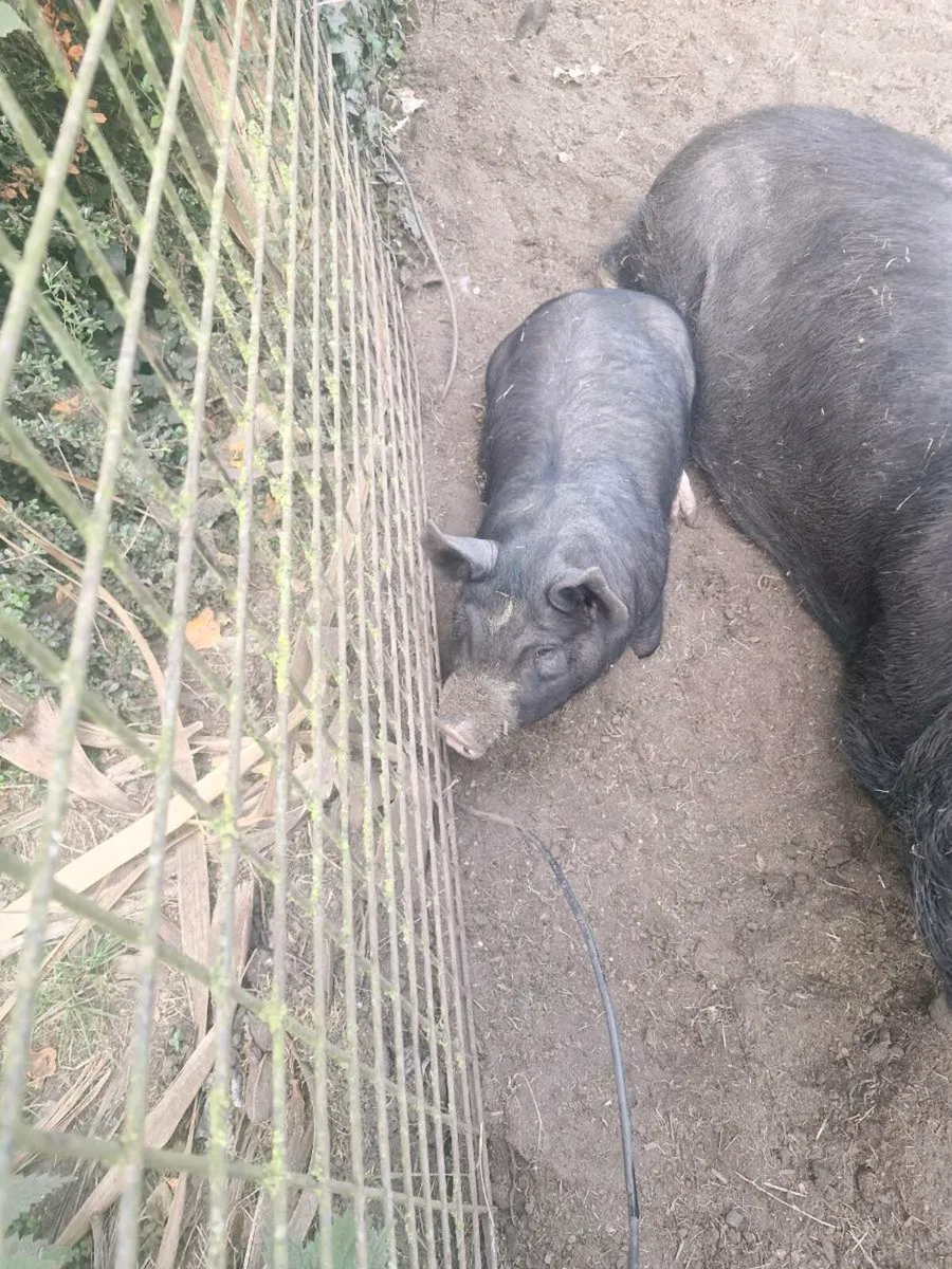 Berkshire pigs - Image 3