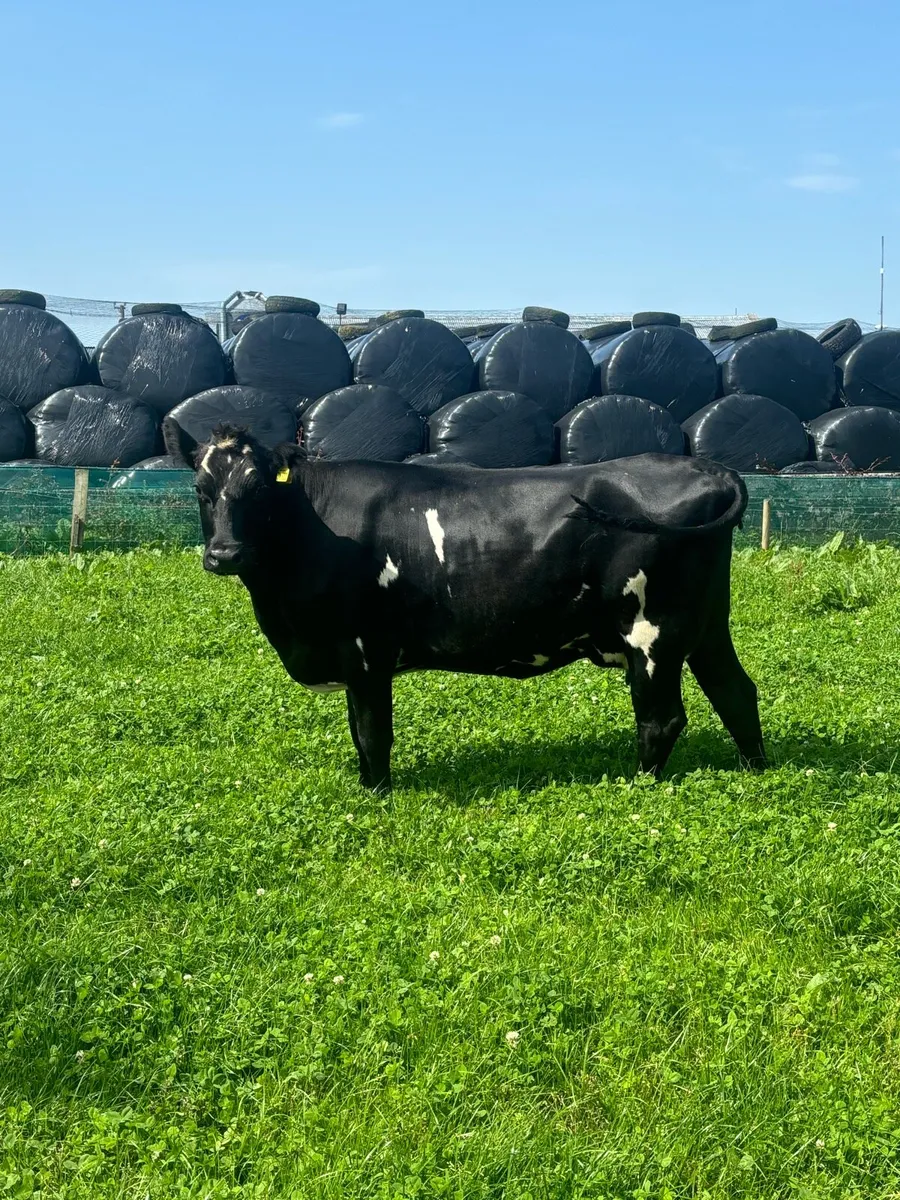 3 Dairy Heifers