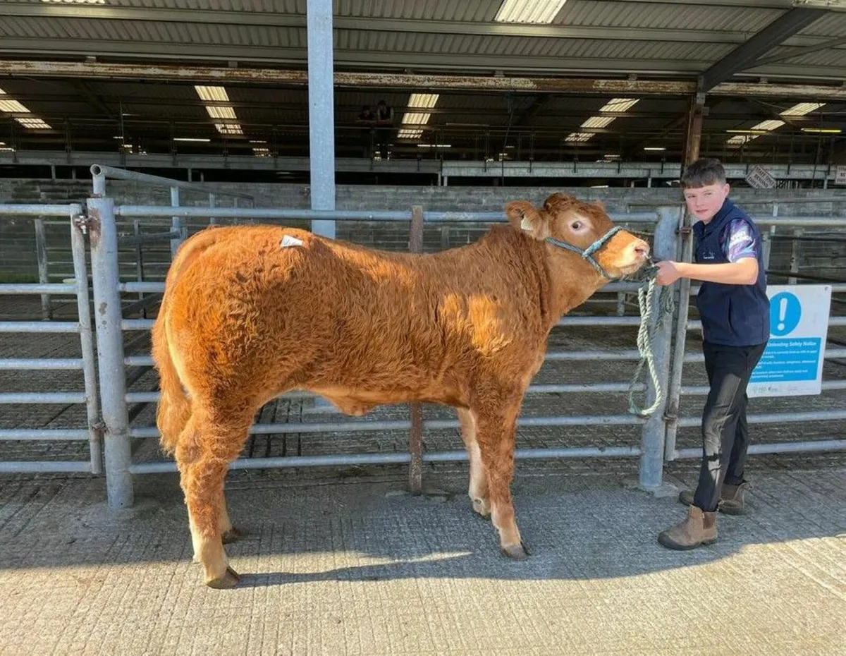 Pedigree LM breeding heifer sale Sat 6 Sept Roscre - Image 2