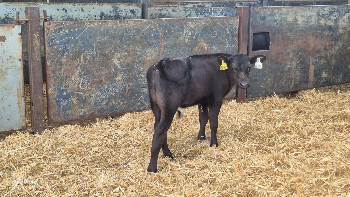 10 Smashing  Strong Aberdeen Angus bull - Image 3