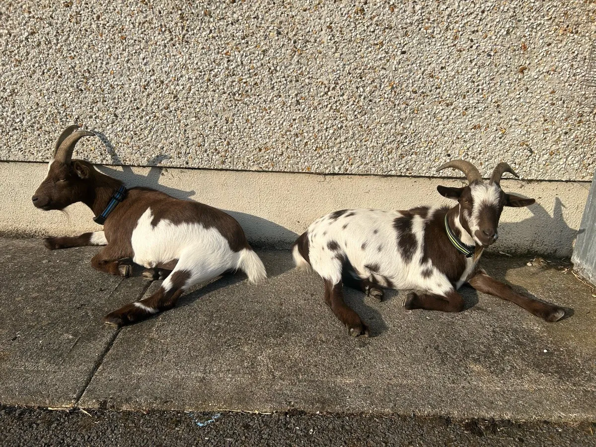 2 Brother Pygmy Goats Wethers - Image 1