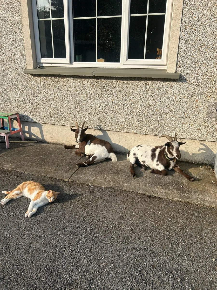 2 Brother Pygmy Goats Wethers - Image 2