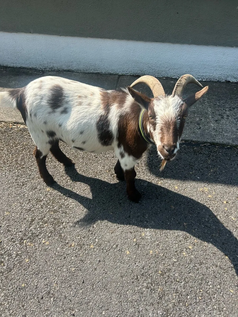 2 Brother Pygmy Goats Wethers - Image 3