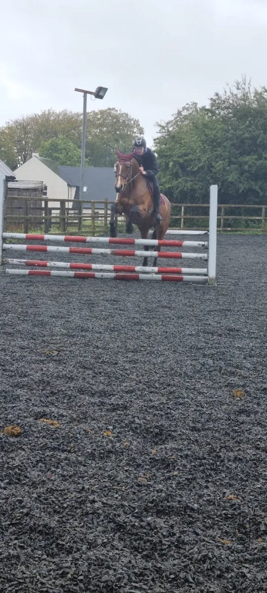 16.2 Mare (ISH x Draught) - Image 2