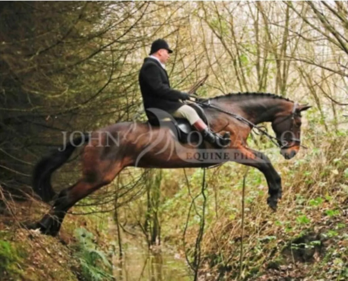 16.2 Mare (ISH x Draught) - Image 3