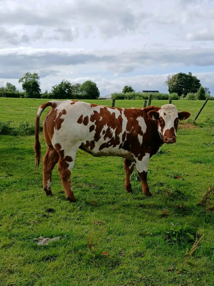 TWO smashing show heifers 🔥🔥🔥 - Image 2
