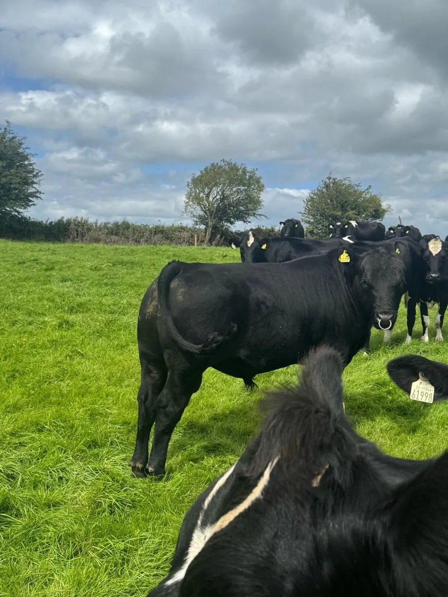 Bull - Image 1