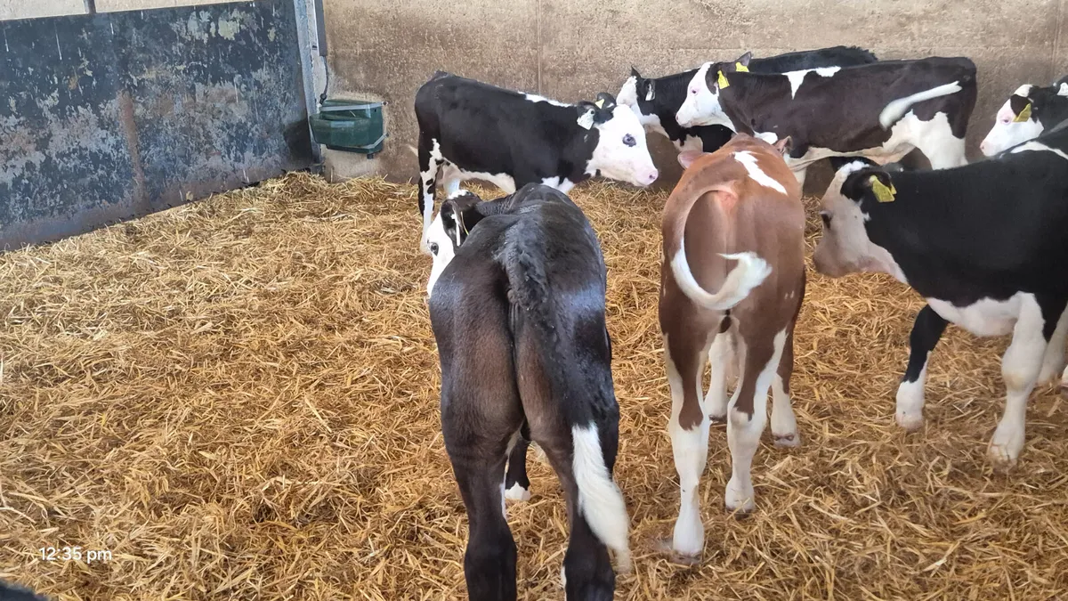 10 Smashing Hereford bull calves for sale - Image 1
