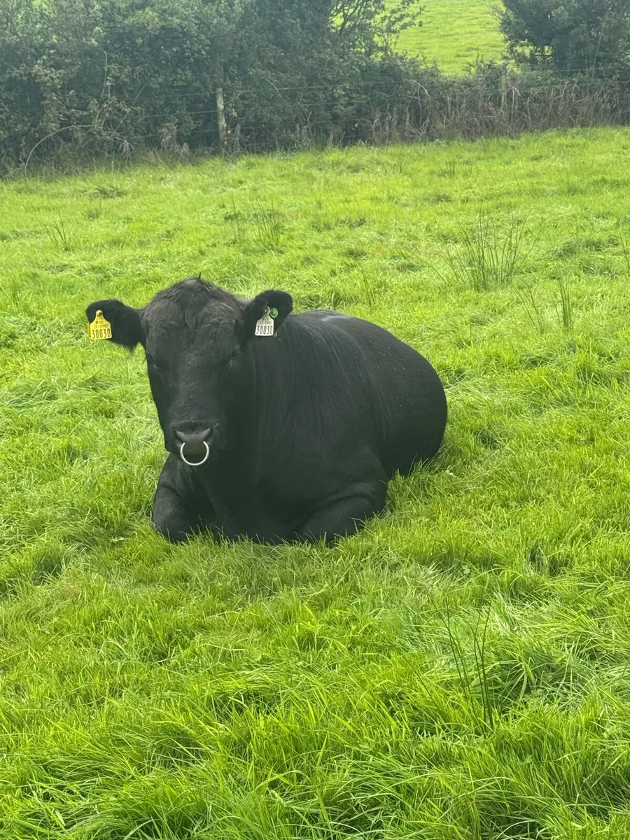 Bull - Image 3
