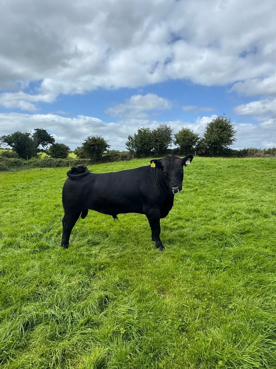 Bull - Image 4