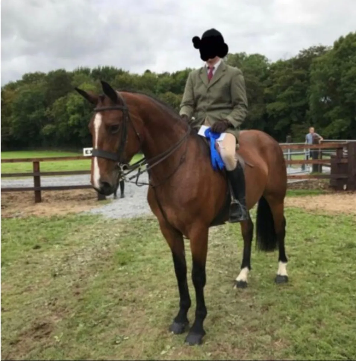 16.2 Mare (ISH x Draught) - Image 1