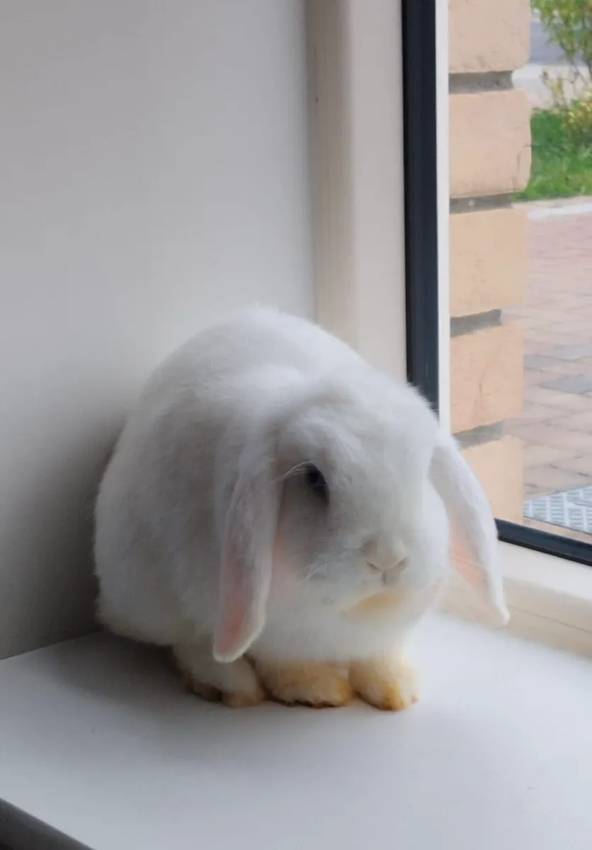 1.5 Year Old Rabbit - Image 2