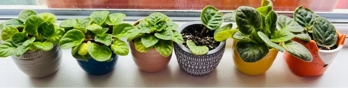 For sale tiny Viola plants - Image 1