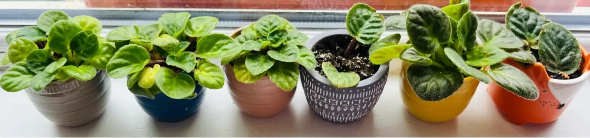 For sale tiny Viola plants - Image 2