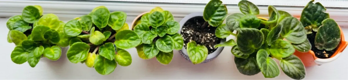 For sale tiny Viola plants - Image 3