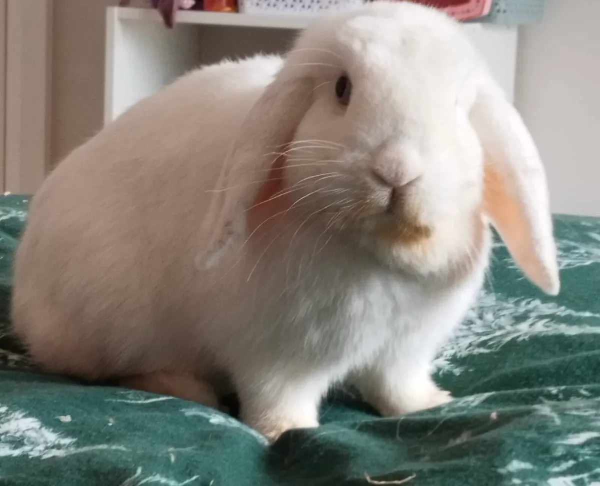 1.5 Year Old Rabbit - Image 1