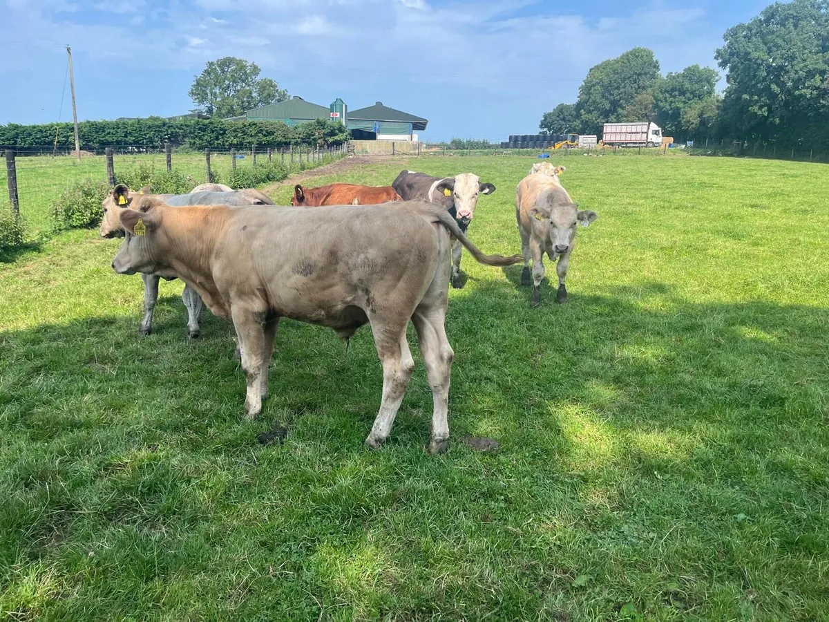 9 super continental bull weanlings - Image 1