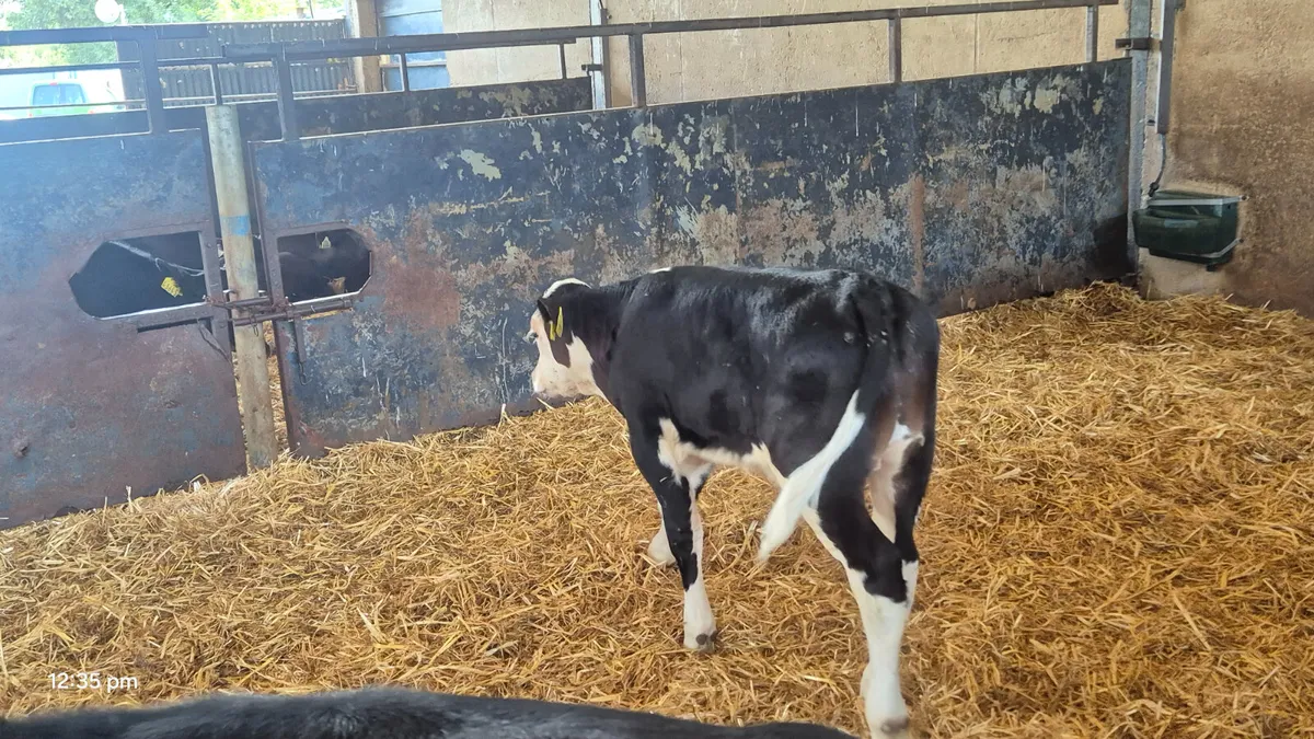 10 Smashing Hereford bull calves for sale - Image 3