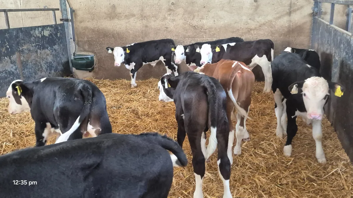 10 Smashing Hereford bull calves for sale - Image 4