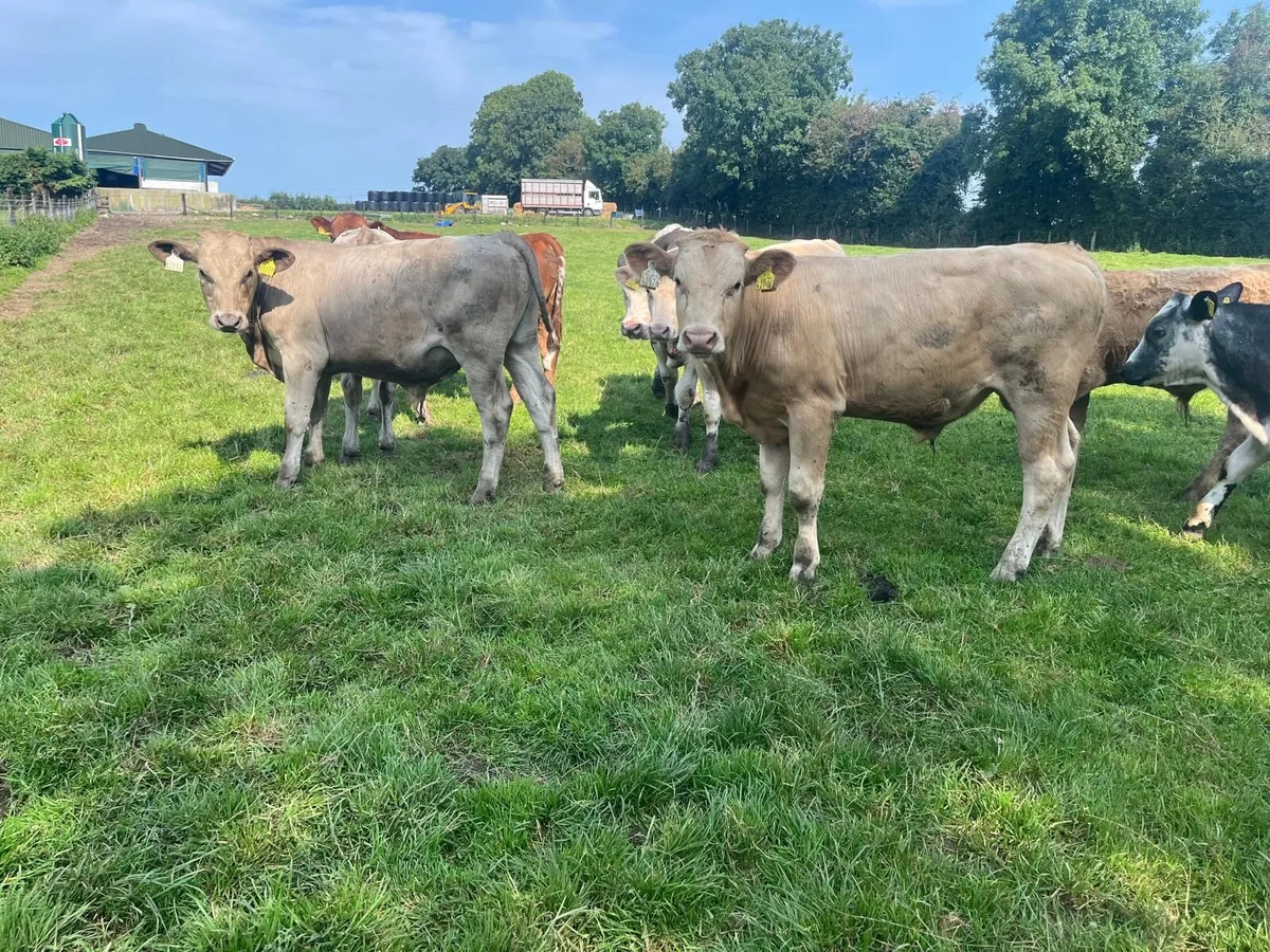 9 super continental bull weanlings - Image 2