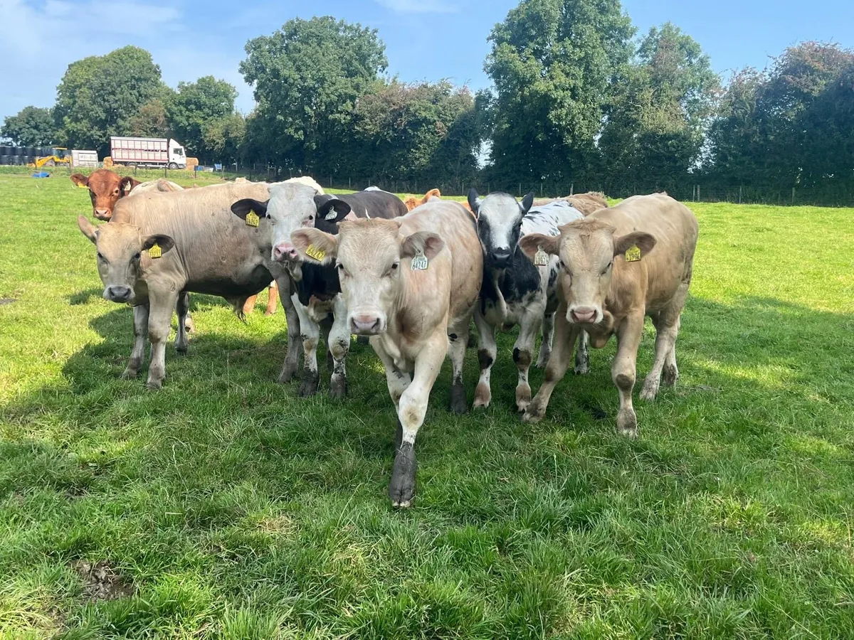 9 super continental bull weanlings - Image 3