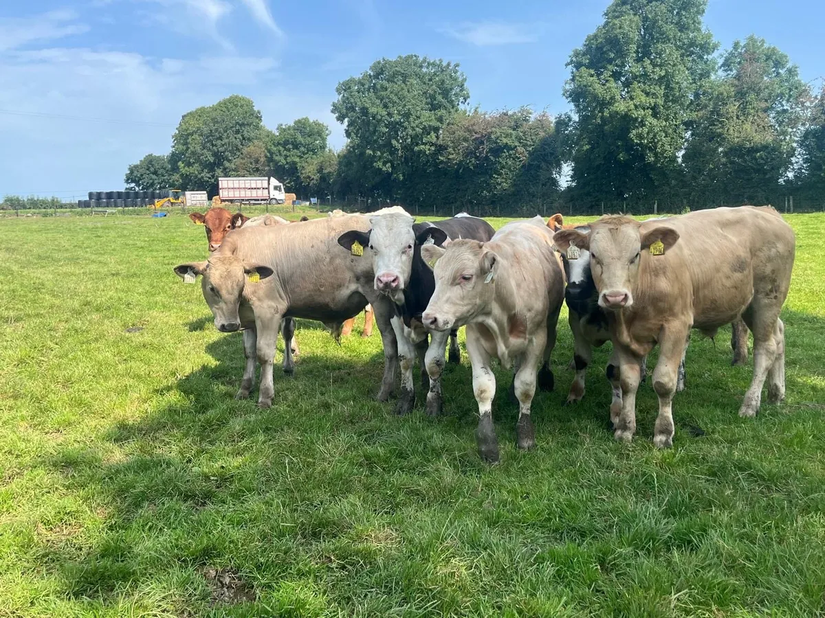 9 super continental bull weanlings - Image 4