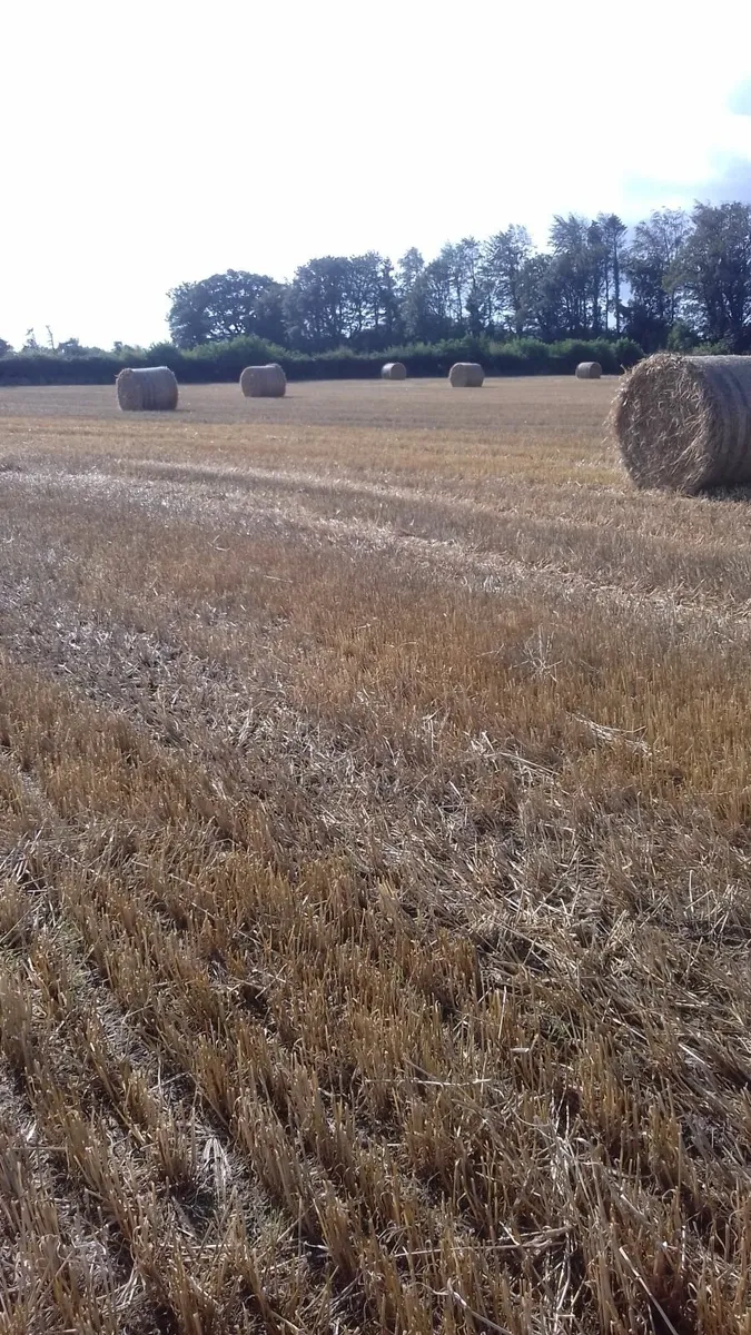 Oaten straw cashel area - Image 3