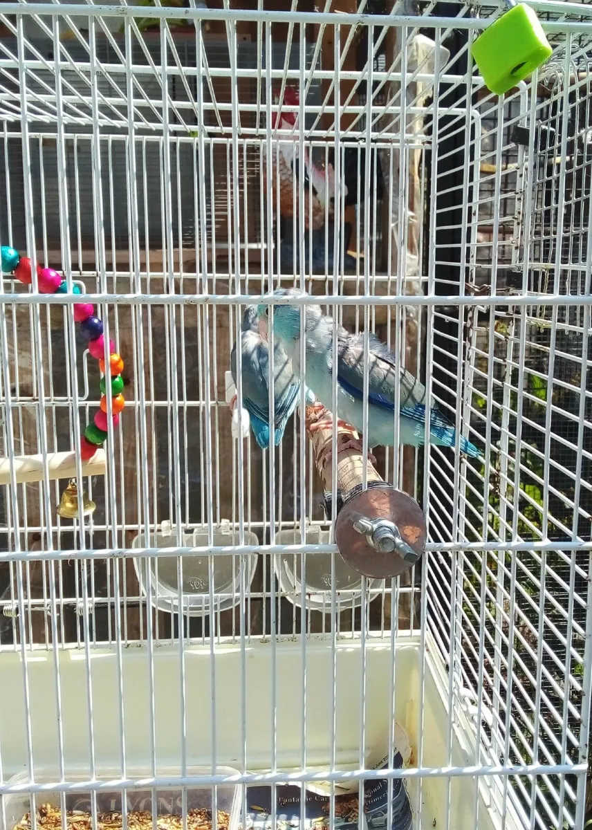 Hand reared Parrotlets - Image 3