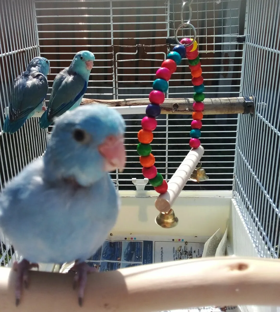 Hand reared Parrotlets - Image 1