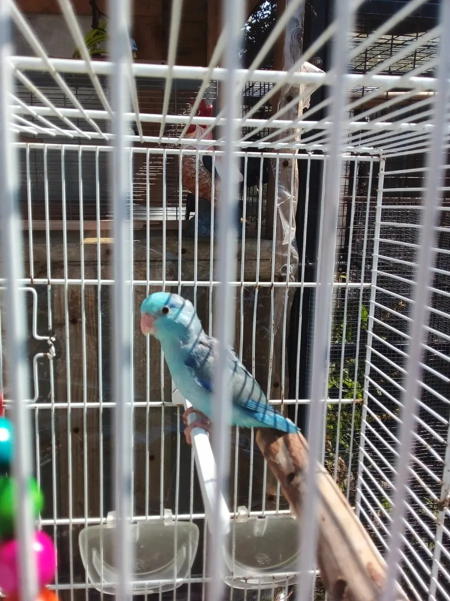 Hand reared Parrotlets - Image 4