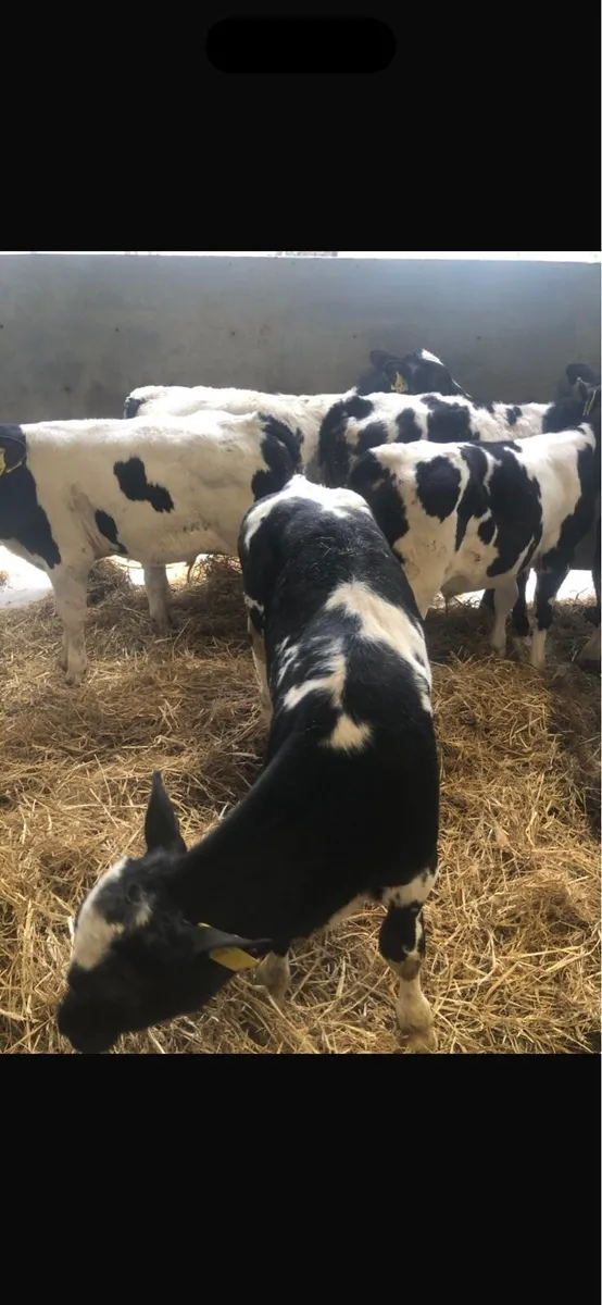 BB bull’s - Image 1