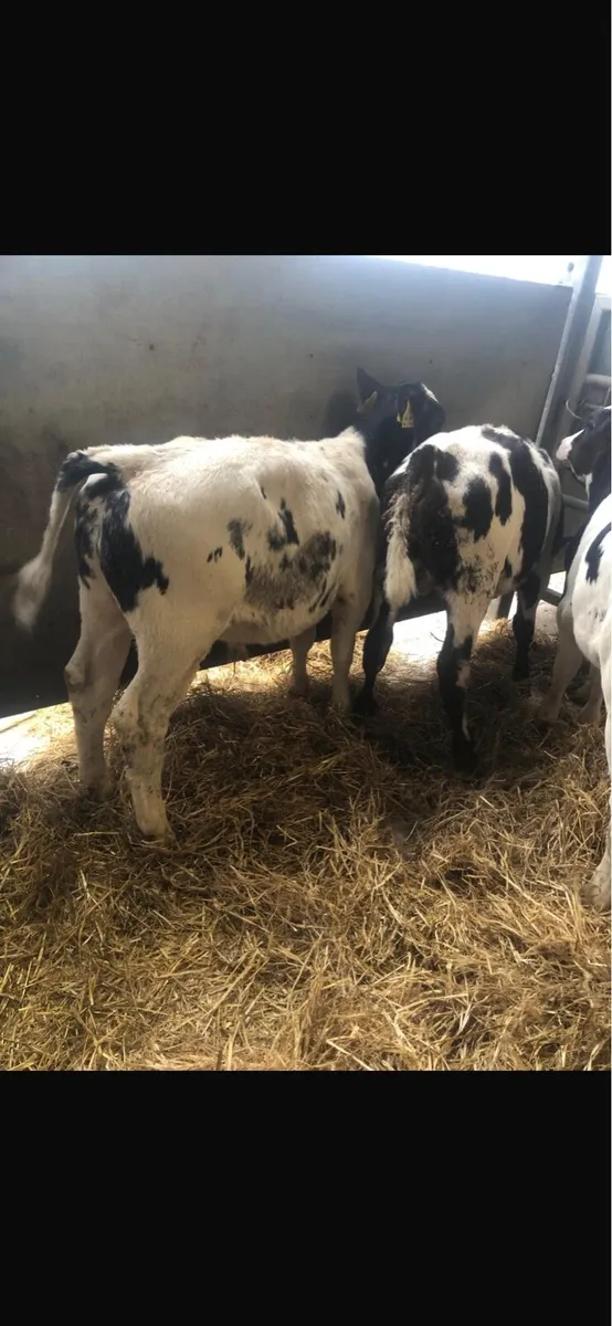 BB bull’s - Image 2