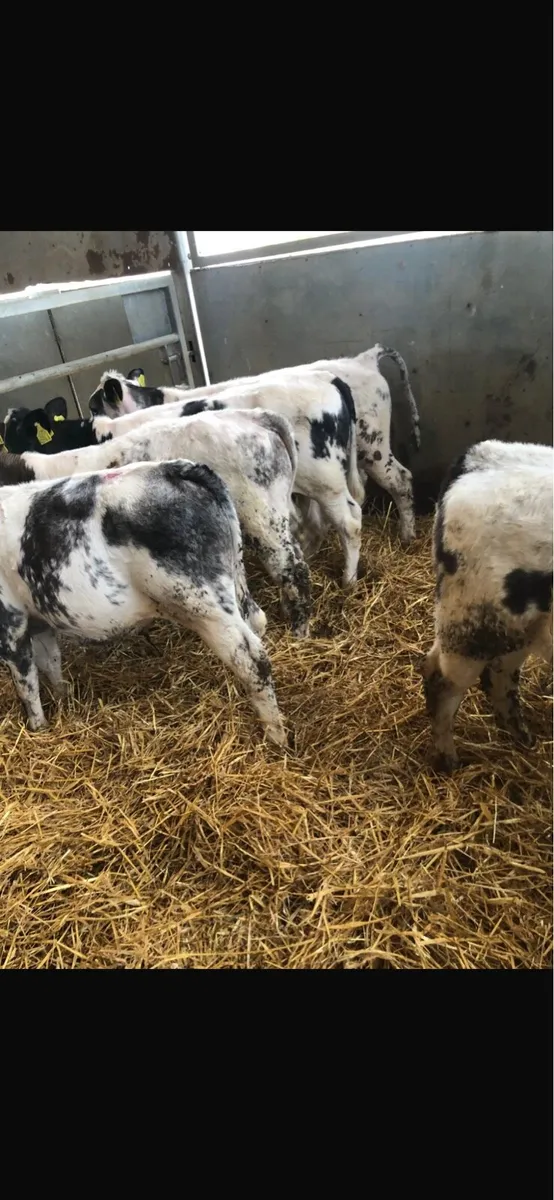 BB bull’s - Image 4