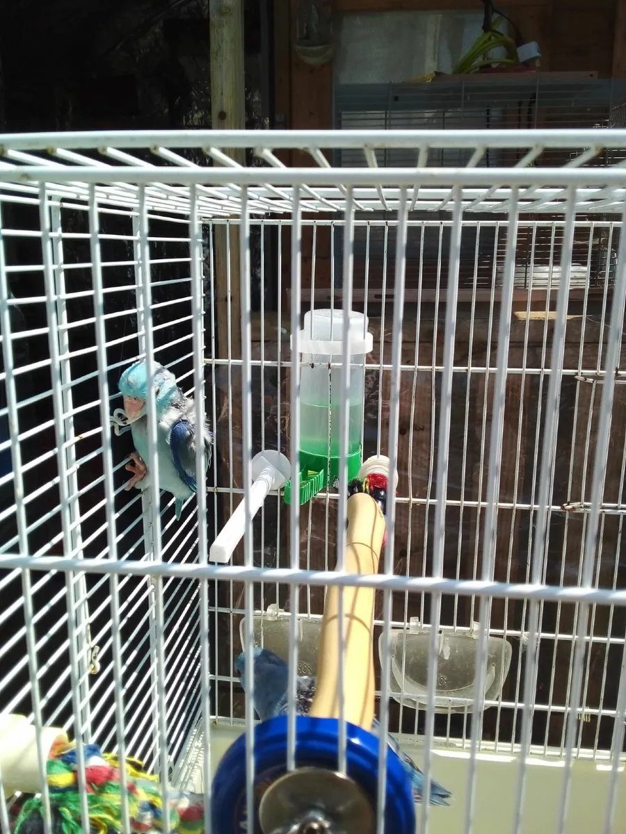 Hand reared Parrotlets - Image 2