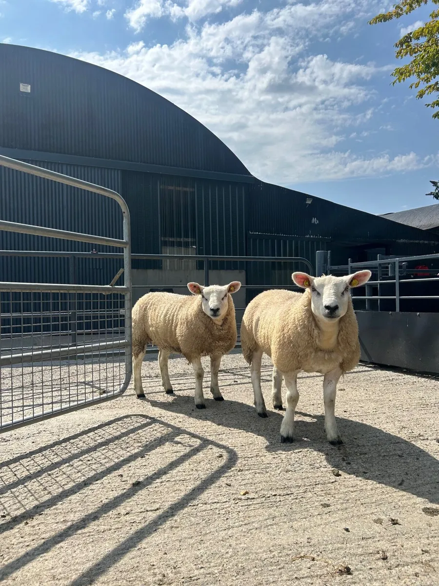 Texel ewe lambs - Image 1