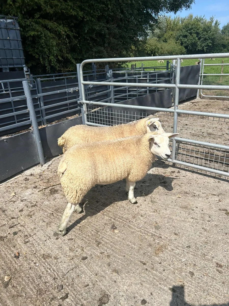 Texel ewe lambs - Image 2