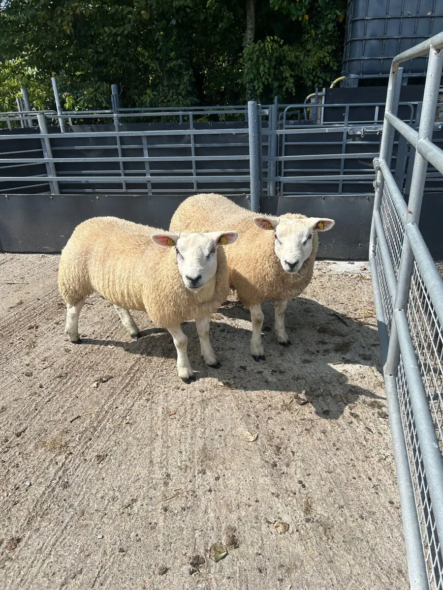 Texel ewe lambs - Image 3