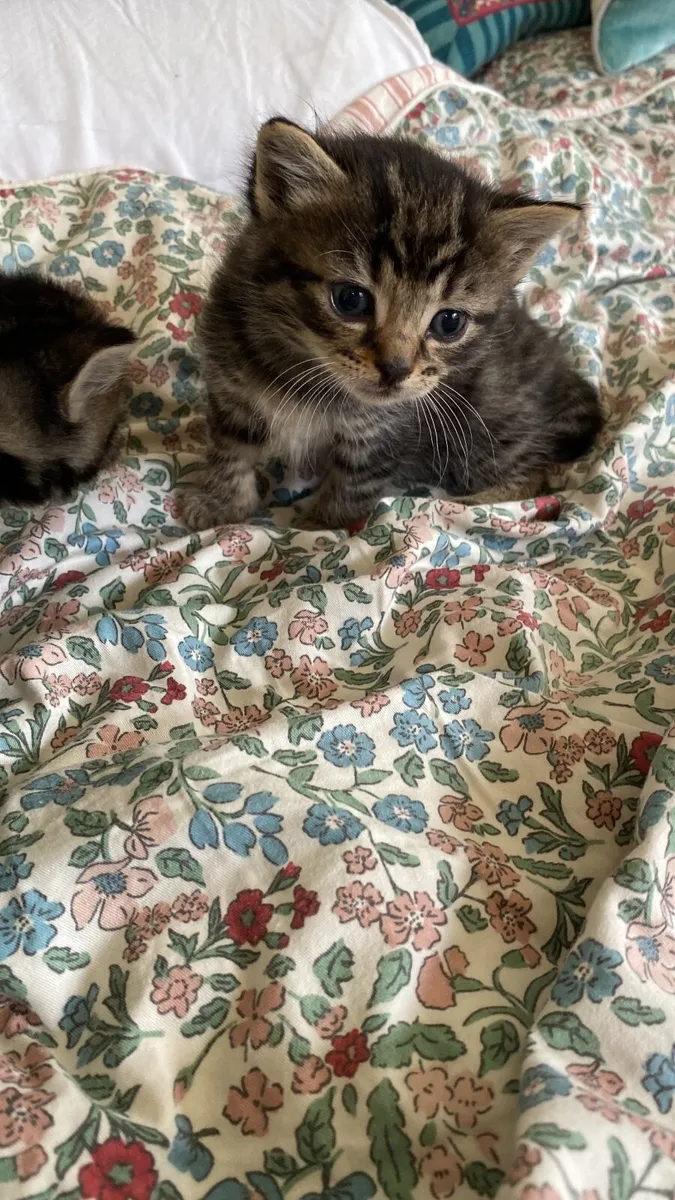 Kittens - Image 1