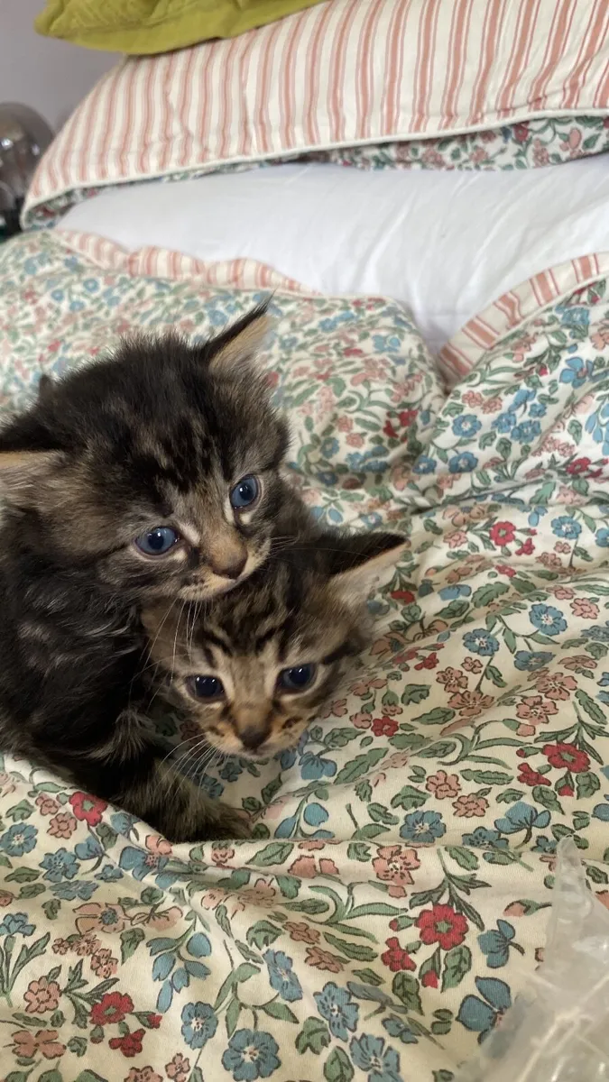 Kittens - Image 2