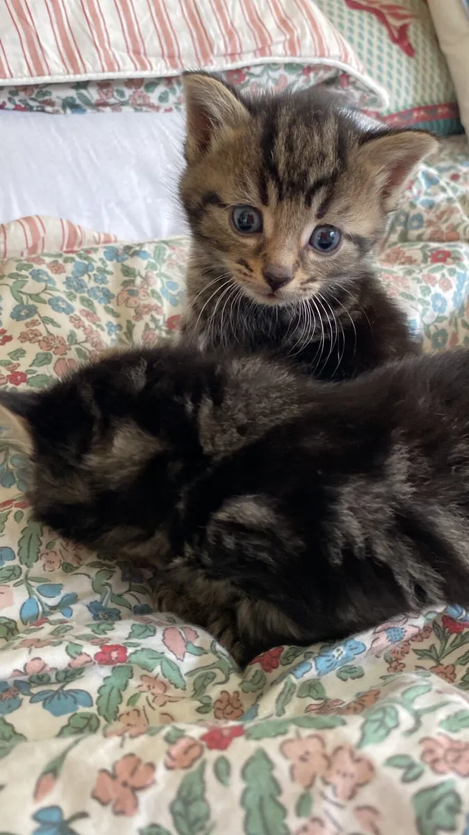 Kittens - Image 3
