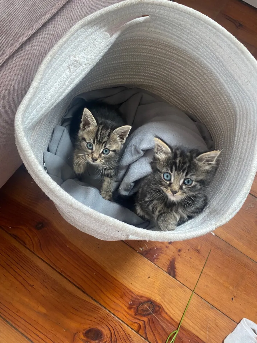 Kittens - Image 4