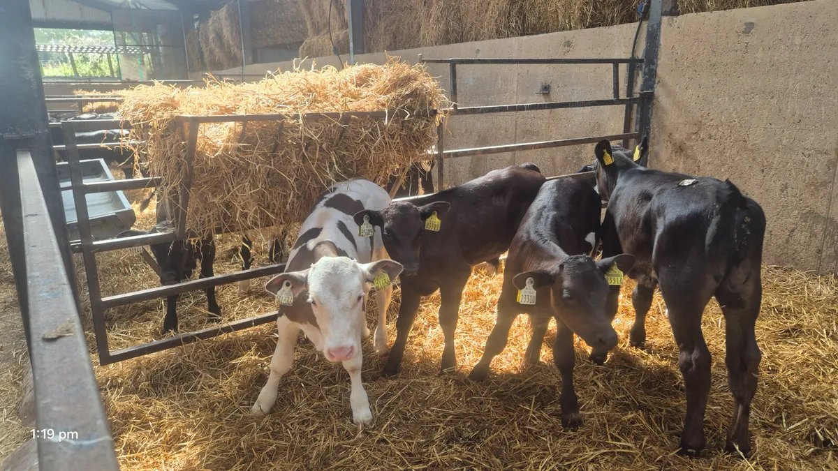10 Continental bull calves for sale - Image 2