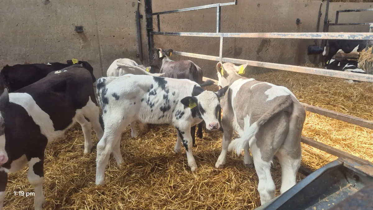 10 Continental bull calves for sale - Image 1