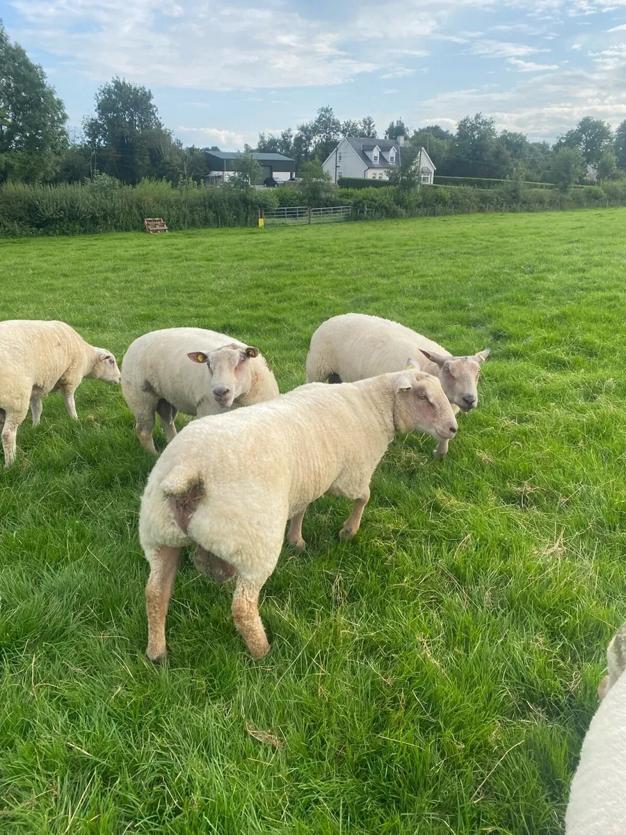 PB Charlaois hogget rams - Image 1