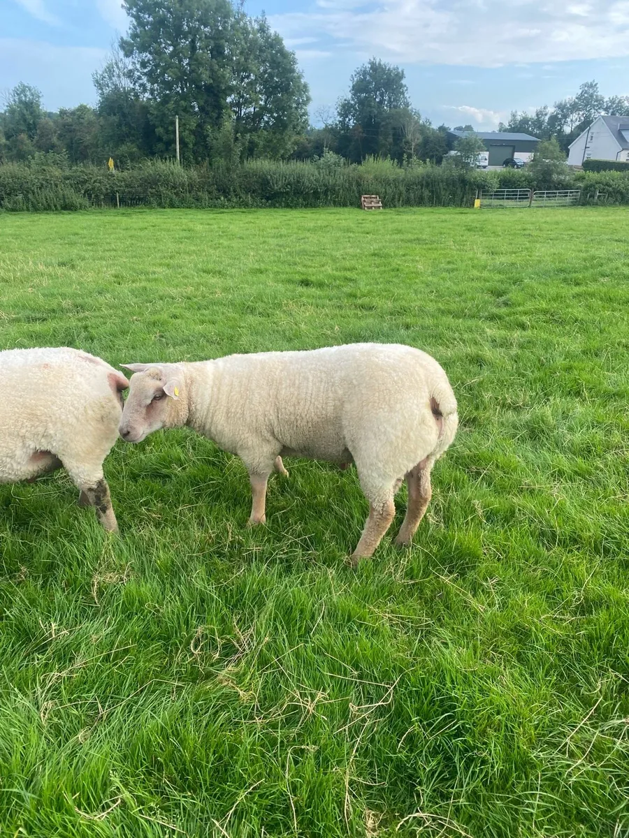 PB Charlaois hogget rams - Image 2