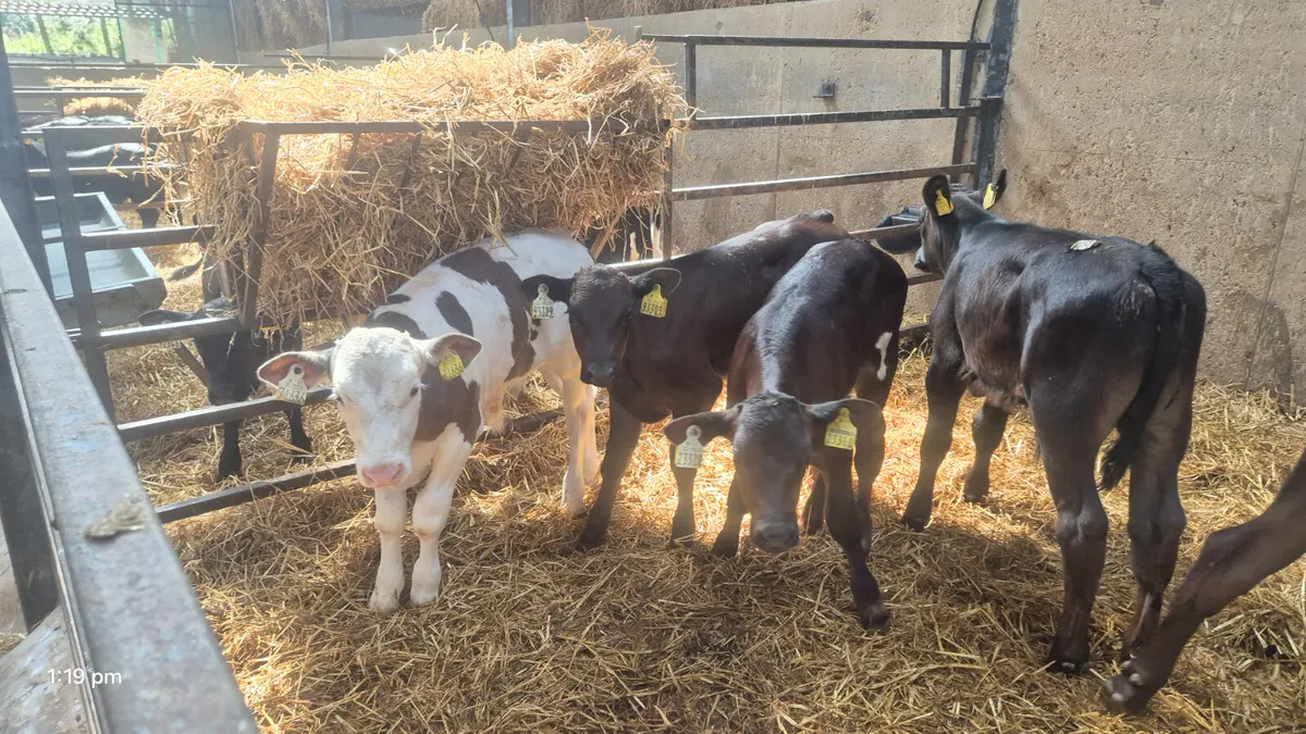 10 Continental bull calves for sale - Image 3