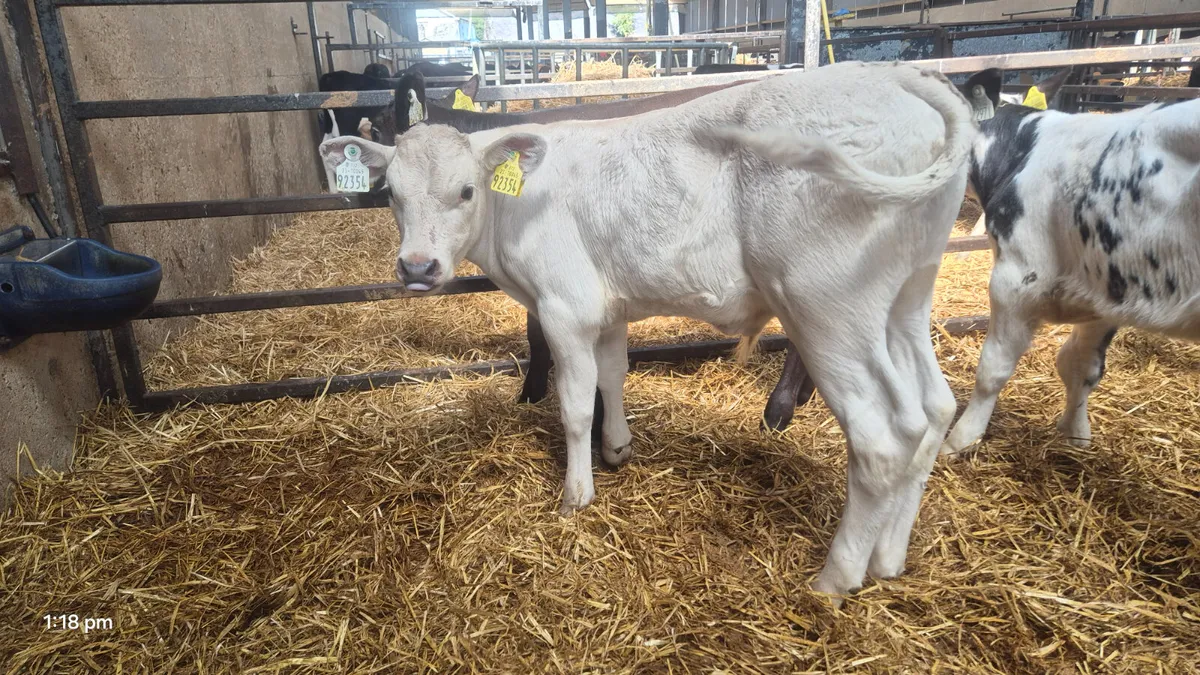 10 Continental bull calves for sale - Image 4