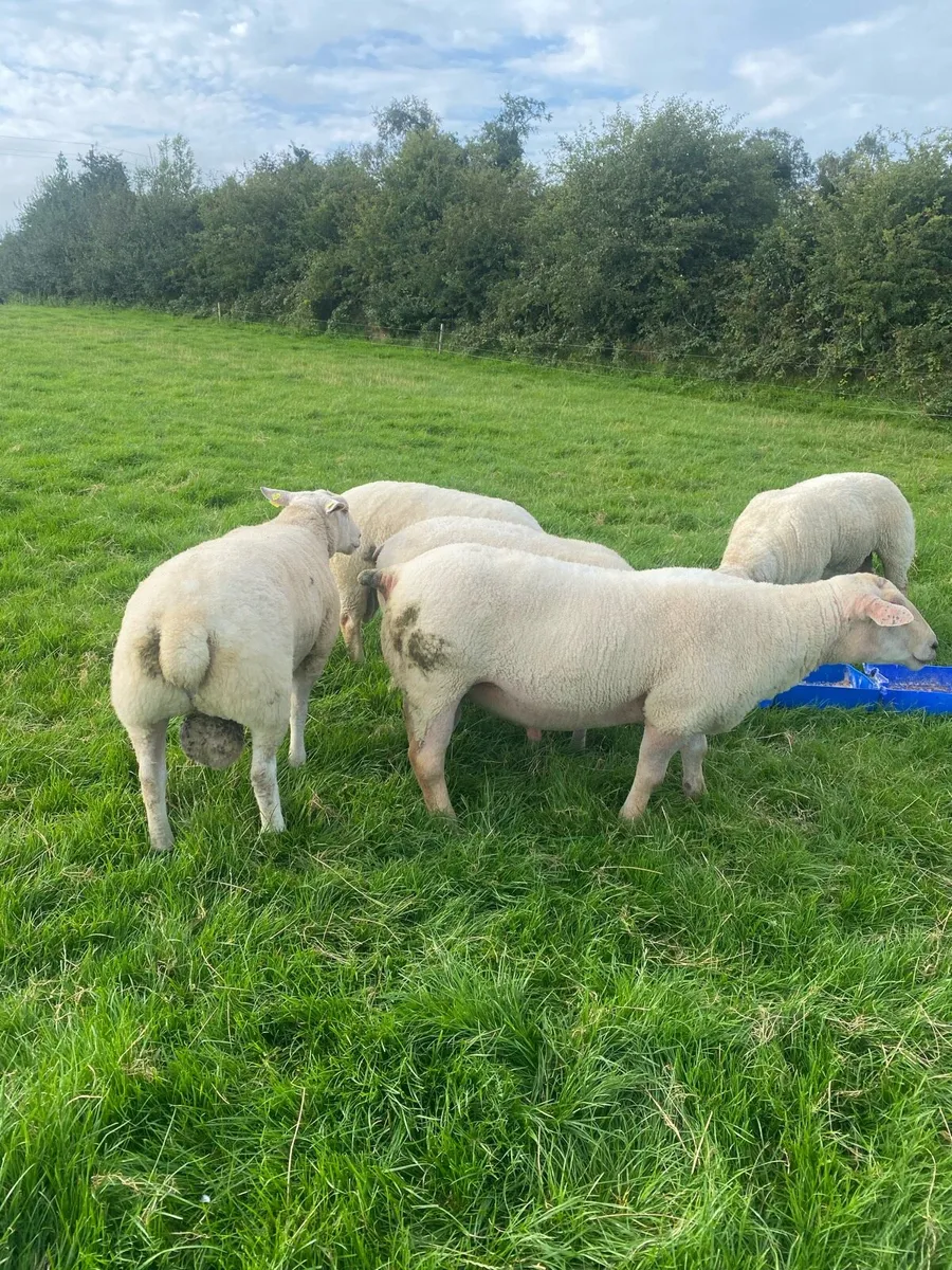 PB Charlaois hogget rams - Image 3